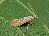 Bucculatrix bechsteinella