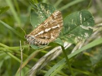 Bupalus piniaria, Bordered White