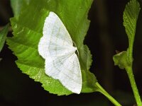 Cabera pusaria, Common White Wave