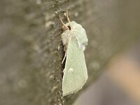 Groene Weide-uil; Burren Green; Calamia tridens  Een Groene Weide-uil rustend op een houten schutting.
