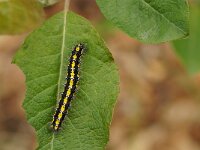 Callimorpha dominula 7, Bonte beer, Saxifraga-Joep Steur