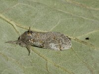 Calliteara fascelina, Dark Tussock