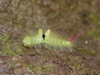 Calliteara pudibunda, Pale Tussock