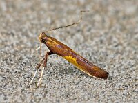 Caloptilia fribergensis