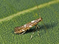 Calybites phasianipennella