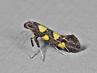 Calybites quadrisignella