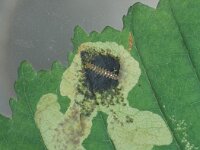 Cameraria ohridella, Horse-Chestnut Leafminer