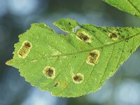 Cameraria ohridella 2, Saxifraga-Frits Bink