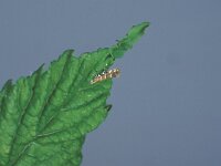 Cameraria ohridella 3, Saxifraga-Frits Bink