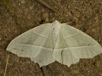 Campaea margaritata 1, Appeltak, Saxifraga-Marijke Verhagen