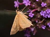 Camptogramma bilineata 20, Gestreepte goudspanner, Saxifraga-Tom Heijnen