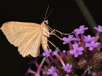 Camptogramma bilineata 21, Gestreepte goudspanner, Saxifraga-Tom Heijnen