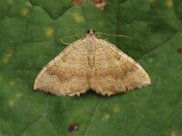Camptogramma bilineata 3, Gestreepte goudspanner, Saxifraga-Jan van der Straaten
