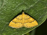 Camptogramma bilineata 6, Gestreepte goudspanner, Saxifraga-Peter Gergely