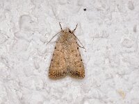 Caradrina clavipalpis