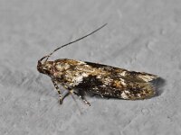 Caryocolum alsinella