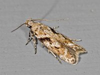 Caryocolum blandelloides