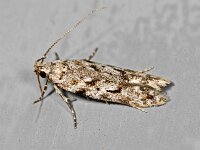 Caryocolum kroesmanniella