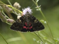 Catocala sponsa, Dark Crimson Underwing