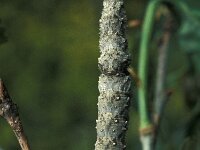 Catocale promissa, Light Crimson Underwing
