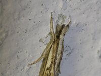 Catoptria falsella 2, Saxifraga-Rutger Barendse