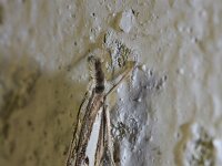 Catoptria falsella 3, Saxifraga-Rutger Barendse