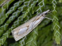 Catoptria pinella