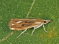 Catoptria verellus