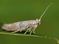 Cedestis subfasciella