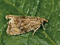 Celypha siderana