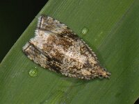 Celypha lacunana