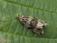 Celypha lacunana 10, Brandnetelbladroller, Saxifraga, Ab H Baas