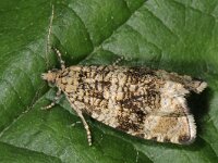 Celypha lacunana #43888 : Celypha lacunana, Brandnetelbladroller