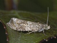 Celypha lacunana 7, Brandnetelbladroller, Saxifraga, Ab H Baas