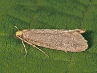 Cephimallota crassiflavella