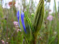 Ceramica pisi, Broom Moth