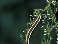 Ceramica pisi 2, Erwtenuil, Vlinderstichting-Nely Honig