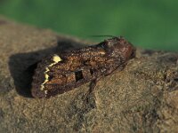 Ceramica pisi 3, Erwtenuil, Vlinderstichting-Nely Honig