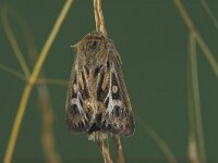 Cerapteryx graminis, Antler