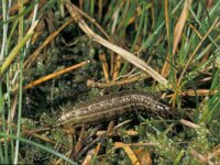 Cerapteryx graminis 3, Bonte grasuil, Saxifraga-Frits Bink