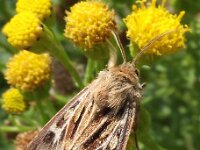 Cerapteryx graminis 5, Bonte grasuil, Saxifraga-Frank Dorsman  Cerapteryx graminis, Bonte grasuilAW duinen 010911