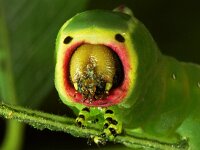 Cerura vinula, Puss Moth