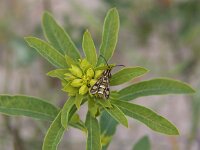 Chamaesphecia tenthrediniformis