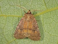 Charanyca ferruginea