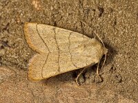 Charanyca trigrammica