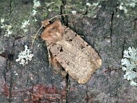 Chersotis rectangula