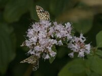 Chiasmia clathrata 2, Klaverspanner, Saxifraga-Marijke Verhagen