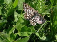 Chiasmia clathrata 3, Klaverspanner, Saxifraga-Peter Meininger