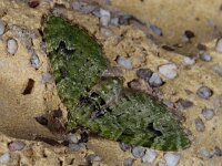 Chloroclystis v-ata, V-Pug