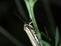 Chrysocrambus craterella
